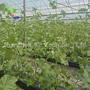 PP Rolls Système de plantation hydroponique pour Hami melon <span class=keywords><strong>Baies</strong></span> Concombre Gingembre Plastiques Cuvette de culture - Product Image 2