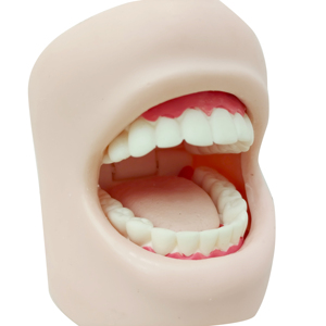 Bán buôn PVC y tế khoa học nha khoa tiêu chuẩn mô phỏng người lớn răng đầy đủ Miệng răng giảng dạy tiên tiến chăm sóc răng miệng mô hình má - Product Image 6