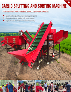 Máquina <span class=keywords><strong>de</strong></span> Preparación y Clasificación <span class=keywords><strong>de</strong></span> Bulbos <span class=keywords><strong>de</strong></span> Ajo <span class=keywords><strong>de</strong></span> 2T/H, Trituradora <span class=keywords><strong>de</strong></span> Ajo y Clasificadora <span class=keywords><strong>de</strong></span> Dientes <span class=keywords><strong>de</strong></span> Ajo por Tamaño, Motor <span class=keywords><strong>de</strong></span> 4.5KW - Product Image 2