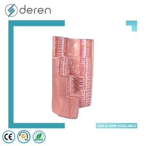 แบบจำลองกายวิภาคระบบย่อยอาหารของมนุษย์ 4 ส่วน ขนาดเท่าของจริง ทำจาก PVC สำหรับการศึกษาทางวิทยาศาสตร์การแพทย์และชีววิทยา - Product Image 6