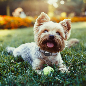 조정 가능한 AirTag 홀더 케이스 PU 가죽 애완 동물 태그 및 칼라 고양이 작은 동물을위한 맞춤형 칼라 - Product Image 6
