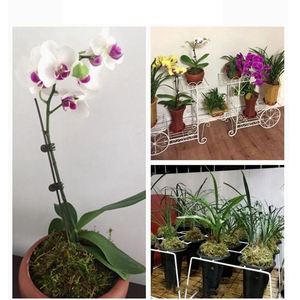 56H orchidée sol spécial mousse de mousse sèche mousse naturelle pure Phalaenopsis nutriment reptile <span class=keywords><strong>tortue</strong></span> pad matériel dendrobium plantation - Product Image 3