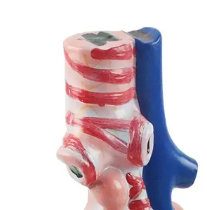 แบบจำลองอวัยวะช่องลมแบบอัลวีโอラー<span class=keywords><strong>ทำ</strong></span>จากพีวีซี ที่ขายดีที่สุดสำหรับการฝึกอบรมด้านวิทยาศาสตร์การแพทย์ในโรงเรียนและโรงพยาบาล - Product Image 3