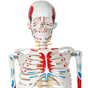 Modelo Anatómico <span class=keywords><strong>Humano</strong></span> de 85 cm de la Marca Xingshou, Músculos de Cuerpo Completo con Colores, <span class=keywords><strong>Huesos</strong></span> Desmontables de Alta Simulación - Product Image 2