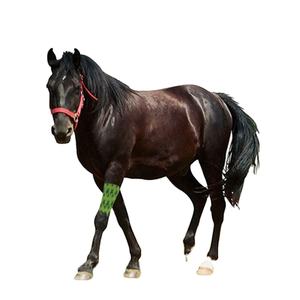 الحصان المطبوعة ضمادة متماسكة البيطرية شريط رياضي/غير المنسوجة متماسكة مطاطا كريب ضمادة - Product Image 2