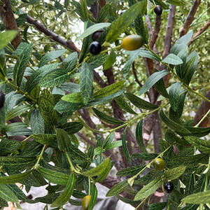 Albero di Ulivo Artificiale in Seta 350cm, Ecologico <span class=keywords><strong>e</strong></span> Durevole, <span class=keywords><strong>Verde</strong></span> Realistico per Decorazioni Interne ed Esterne, Casa <span class=keywords><strong>e</strong></span> Matrimoni - Product Image 4