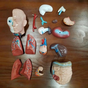 DARHMMY 42厘米无性别人体躯干模型18部分医学解剖模型 - Product Image 4