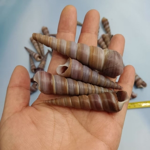 Conchiglia di conchiglia a vite nera da 5-7cm per decorazioni artigianali fai da te - Product Image 3