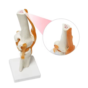 อุปกรณ์การสอนวิทยาศาสตร์ทางการแพทย์โครงกระดูกข้อเข่าของมนุษย์พร้อมแบบจำลองข้อเข่า - Product Image 6