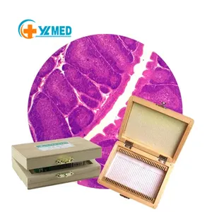 Tıbbi öğretimde biyoloji için mikroskop slaytları üreticileri için histoolojik tiplerin öğretim kaynakları
