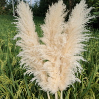Meilleures Ventes : Herbe de la Pampa Volumineuse, Fleurs Séchées Naturelles et Hautes pour la Décoration de Maison et de Mariage