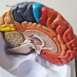 Modèle de zones fonctionnelles cérébrales codées par couleur pour l'enseignement de la neurologie <span class=keywords><strong>et</strong></span> de l'anatomie en faculté de médecine, formation aux compétences infirmières CE/ISO/ROHS/CNAS - Product Image 2