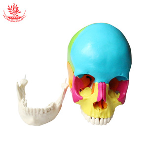 Modèle de crâne en 22 parties, couleur naturelle, grande taille, FRT025, matériel pédagogique artistique et médical détachable et assemblable. - Product Image 3