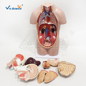 Modèle de torse humain asexuel de 50 cm, 12 parties détachables, dont cerveau, cœur, foie, poumons, etc. - Product Image 4