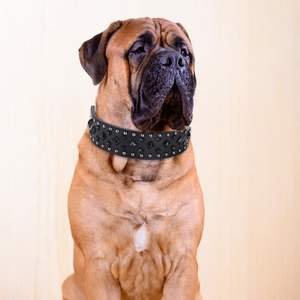 Individuell gestaltbares 2 Zoll breites Lederhalsband mit Spikes und Nieten für große Hunde - Product Image 6