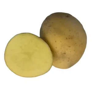 Batatas frescas chinesas de cor amarela com alto teor de amido para processamento de fábrica