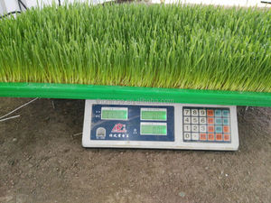 New hydroponics thức ăn gia súc máy lúa mì/lúa mạch thức ăn gia súc nảy mầm hệ thống - Product Image 6