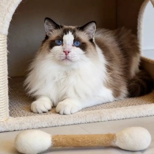 Juguete para Gato <span class=keywords><strong>de</strong></span> Fieltro <span class=keywords><strong>de</strong></span> Lana Gigante Tipo Algodón - Product Image 5