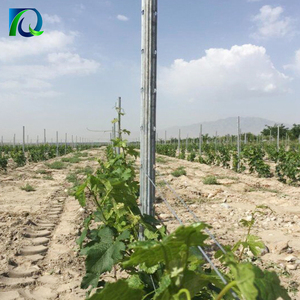 Piquets de vigne galvanisés à chaud à prix avantageux, type Y/T, poteaux de treillis métalliques pour vignoble - Product Image 2