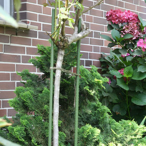 Piquet de jardin en métal recouvert de PE <span class=keywords><strong>pour</strong></span> <span class=keywords><strong>plantes</strong></span> <span class=keywords><strong>grimpantes</strong></span> - Product Image 6