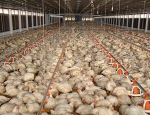 Fienile di pecora struttura in acciaio allevamento capannone casa prefabbricata ovino fattoria e zootecnia magazzino fattoria - Product Image 4