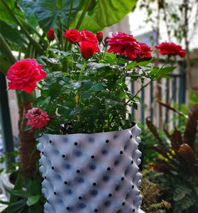 พลาสติก HDPE 10 Gal สองสีบลูเบอร์รี่พืชอากาศรากหม้อ - Product Image 3