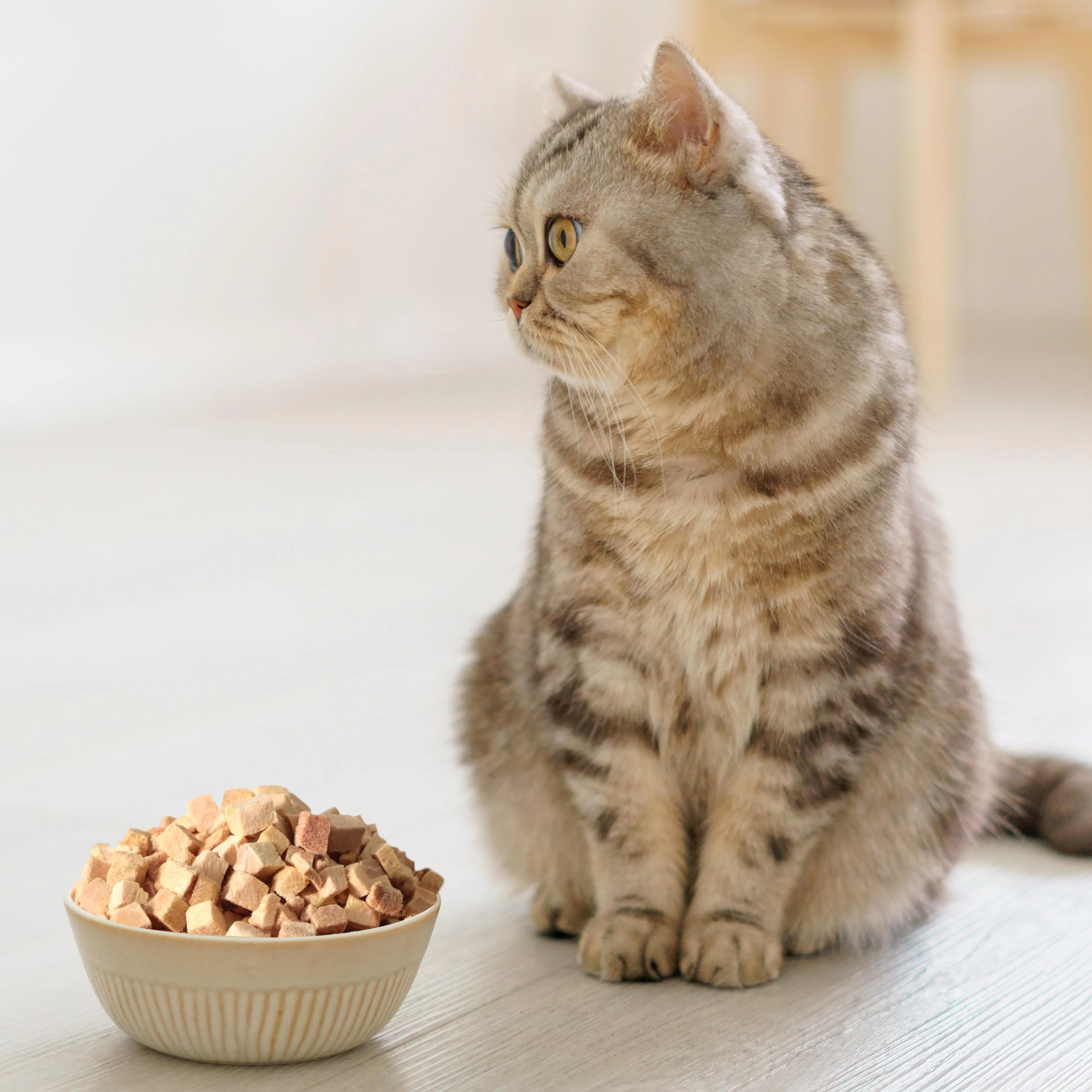 Fabricante de definição do oem do gato do peixe do atacado do fd atacado do gato do peixe de alta qualidade para a granel venda gato do animal de estimação tratar