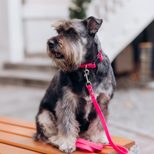 Laisse Moderne Personnalisée en Cuir Vegan Durable, en Alliage, Imperméable, pour Promener les Chiens et les Chats - Product Image 1