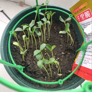 Origine des concombres Fruits des quatre saisons - concombres croustillants et sucrés pour la décoration de jardin et de cour - Product Image 3