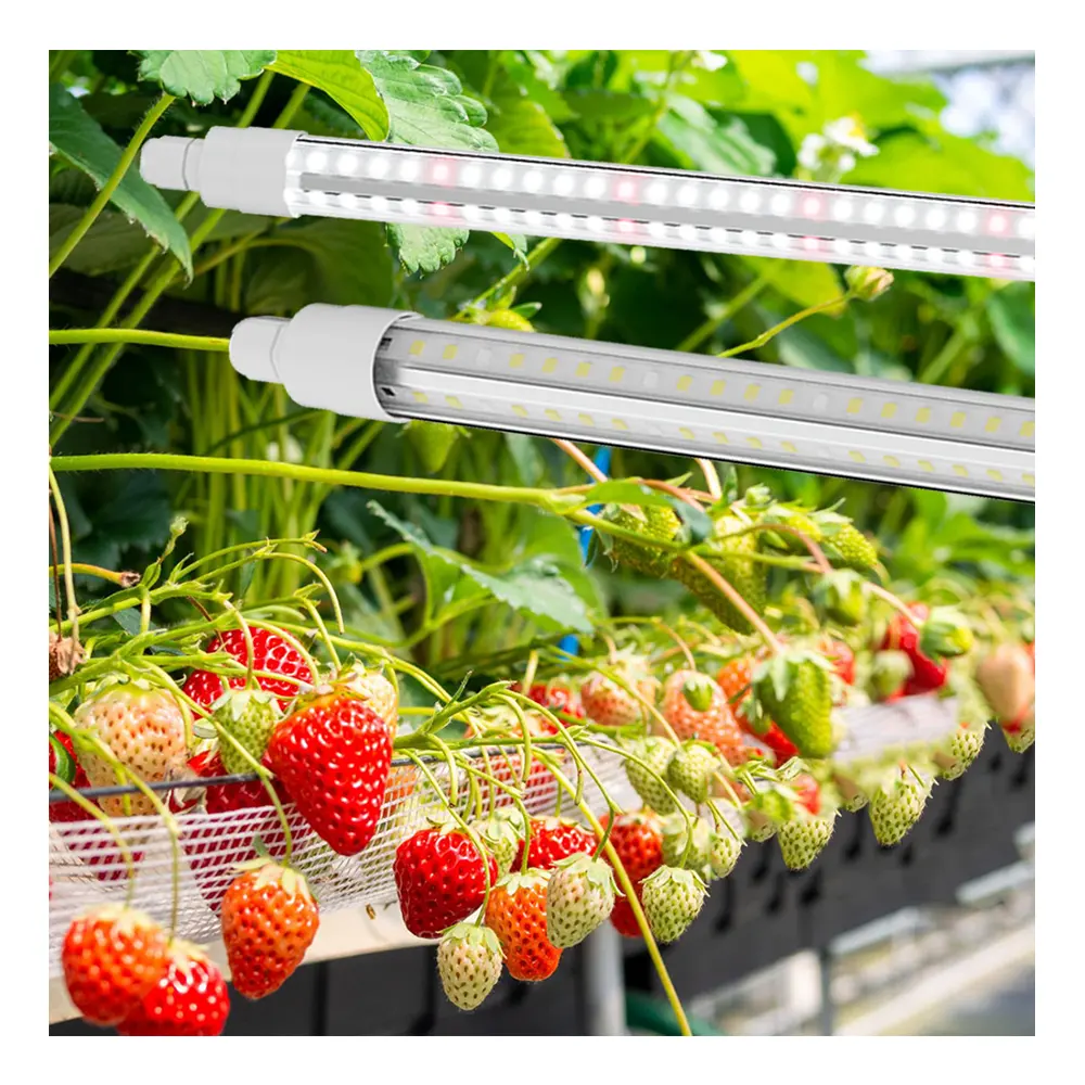 딸기와 토마토를위한 수직 농업 및 온실을위한 맞춤형 LED 성장 조명 식물 조명 T8 라이트 바