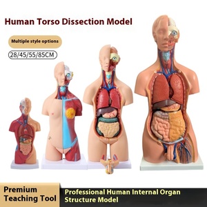 Modelo de Anatomía de Torso de estructura de órgano de <span class=keywords><strong>vísceras</strong></span> <span class=keywords><strong>humanas</strong></span>, juguete de enseñanza de plástico para niños con herramienta de ciencia médica de corazón extraíble - Product Image 5