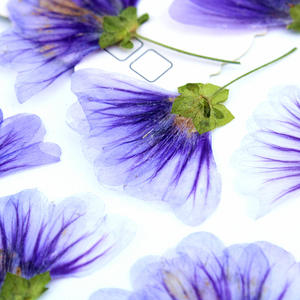 <span class=keywords><strong>Malva</strong></span> Sinensis flor prensada para marco funda de teléfono vela arte de resina - Product Image 6