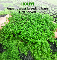 Plantes aquatiques décoratives pour aquariums et bacs à poissons, type trèfle aquatique, pour la vente en gros