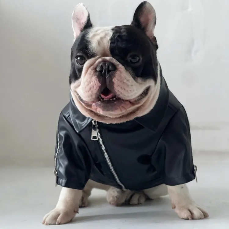 Moda Spice Rider Couro pet Bulldog Francês terno vestido Jacket Trench Coat Dog Motorcycle PU roupas casaco