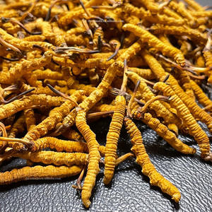 1g 2 pezzi Tibet 5A Cordyceps Sinensis erba selvatica preziosa biologica per la tintura estratto di Capsule intero autentico Dong Chong Xia Cao - Product Image 6