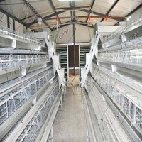 Cages à volailles entièrement automatiques à bas prix pour l'élevage avicole
