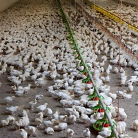 Système automatique d'élevage au sol pour volailles |   Équipement complet d'élevage en plan pour les fermes de poulets de chair et de poules pondeuses