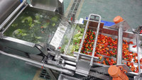 1-3 TPH Klaar-voor-gebruik groenteverwerkingslijn snijmachine dubbele vortexwasser ontwateringsmachine automatische fabriek op maat gemaakt