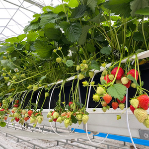 Système de <span class=keywords><strong>culture</strong></span> hors-sol et de substrat agricole, plantation en gouttière en PVC - Product Image 5