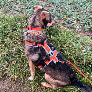 Chaleco de entrenamiento de diseñador personalizado sin tirones, <span class=keywords><strong>correa</strong></span> de pecho <span class=keywords><strong>para</strong></span> mascotas, arneses tácticos de agilidad antitirones con acolchado suave <span class=keywords><strong>para</strong></span> <span class=keywords><strong>perros</strong></span> grandes - Product Image 6