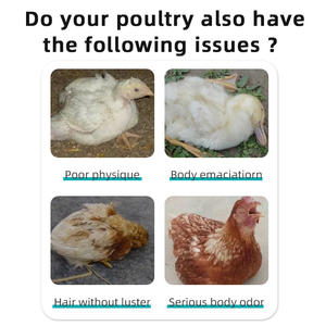 Additif alimentaire naturel pour volaille, déparasitage, santé intestinale et contrôle des parasites-améliore la digestion pour les élevages de poulets et de canards - Product Image 5