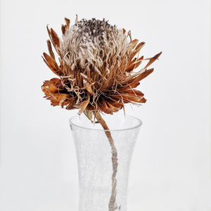 Verano flora Yunnan venta al por mayor y ramo <span class=keywords><strong>de</strong></span> <span class=keywords><strong>flores</strong></span> frescas para la decoración <span class=keywords><strong>de</strong></span> la casa <span class=keywords><strong>de</strong></span> <span class=keywords><strong>flores</strong></span> secas protea - Product Image 4