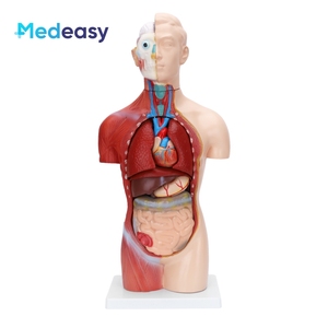 Modèle anatomique de torse <span class=keywords><strong>humain</strong></span> sans sexe de 42 cm/18 parties - Product Image 1