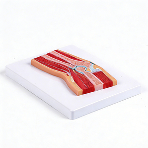 Modelo Detallado de Sección Transversal de la Articulación de la Rodilla para Entrenamiento Médico - con <span class=keywords><strong>Menisco</strong></span> y Ligamentos Cruzados - Product Image 3