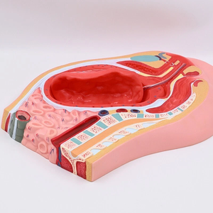 Modelo <span class=keywords><strong>de</strong></span> Desmembramiento <span class=keywords><strong>de</strong></span> Placenta, Sistema Reproductivo Femenino, Útero, Ovarios, Anatomía Pélvica, <span class=keywords><strong>Obstetricia</strong></span> <span class=keywords><strong>y</strong></span> Ginecología, Enseñanza Médica - Product Image 3