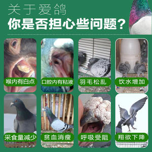 Suplemen Kesehatan Burung Merpati Vitamin Pigeon Buatan China - Product Image 5