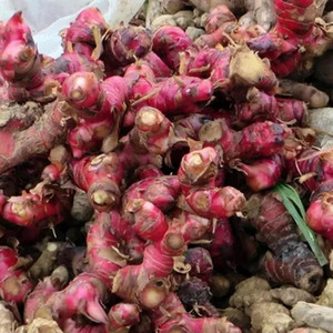 Selecciona rizomas de jengibre rojo con piel rojiza-púrpura y pulpa rosada para el mercado fresco y el bienestar. - Product Image 3