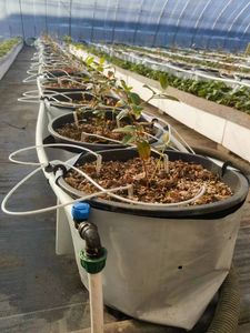 Système d'irrigation goutte à goutte <span class=keywords><strong>Araignée</strong></span> Drip Arrow Dripper 1 Out 4 Directions Outil d'arrosage de jardin - Product Image 6