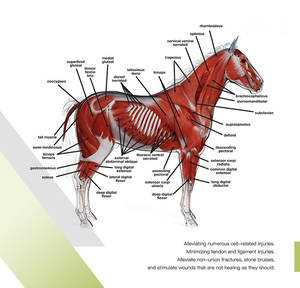 टच स्क्रीन के साथ ESWT-B उपकरण पोर्टेबल पशु चिकित्सा सदमे चिकित्सा मशीन पर ध्यान केंद्रित करना - Product Image 6