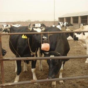 Pierre minérale à lécher pour sel de l'Himalaya 17 LBS Lampe à sel à lécher pour animaux naturels Prix de gros bon marché Type attrape-rêves - Product Image 6